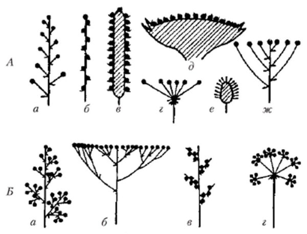 Ботрическое соцветие