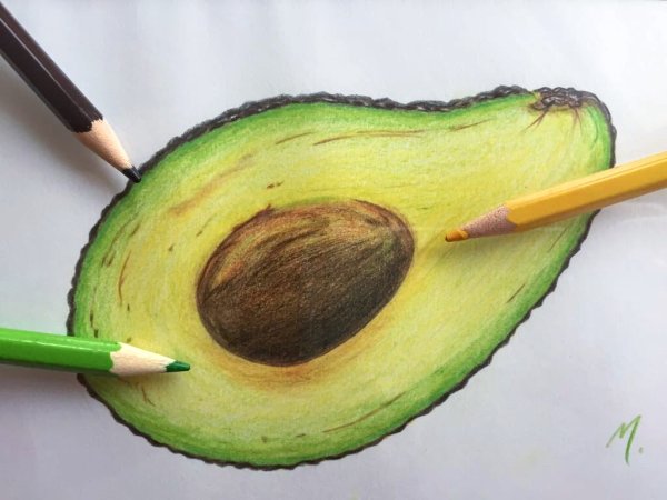 Авокадо цветными карандашами