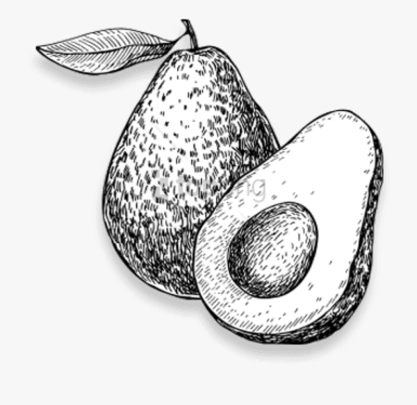 Авокадо раскраска для детей