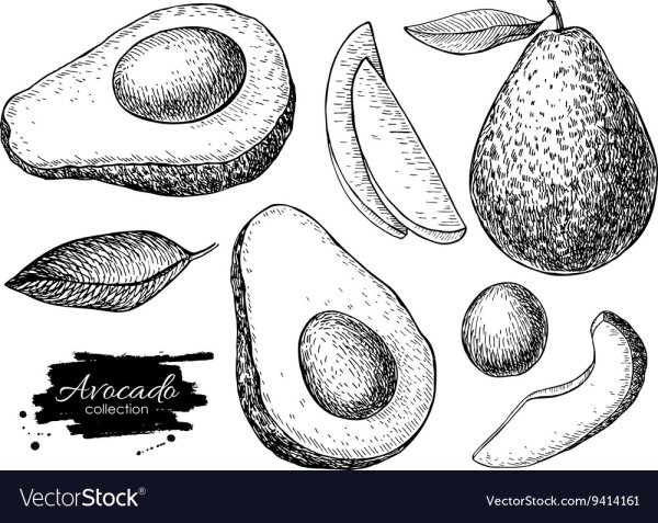 Этюд авокадо акварелью