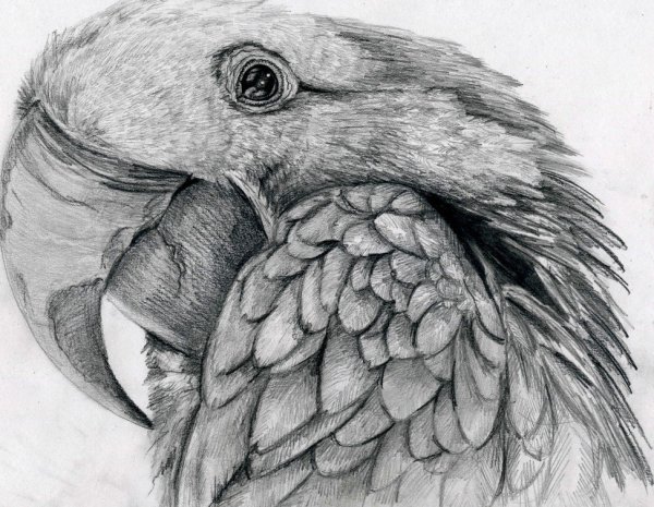 Красивые рисунки