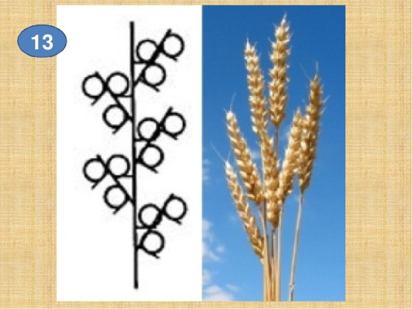 Растения с соцветием сложный Колос