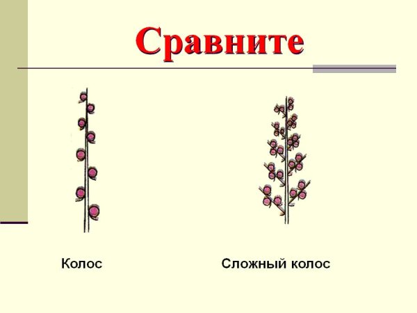 Схема соуцветений Колос
