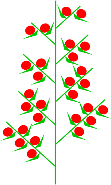 Сложные соцветия сложный Колос