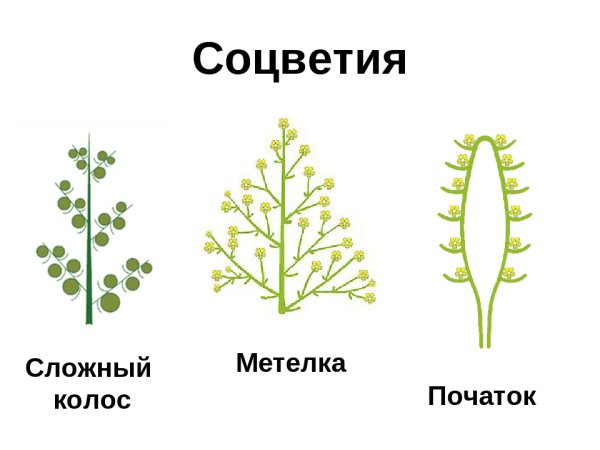 Соцветие метелка злаковые