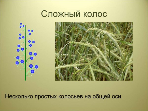 Сложный Колос