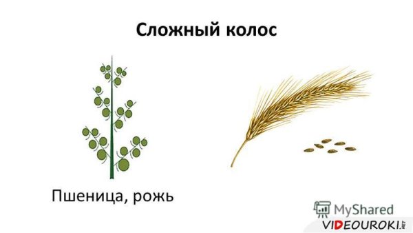 Соцветие сложный Колос пшеница