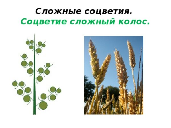 Колос, сложный Колос, Султан (ложный Колос), метелка.