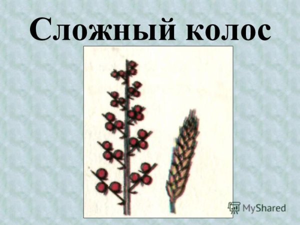 Сложный Колос биология