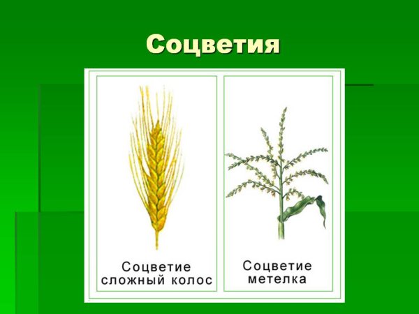 Султан Колос метёлка