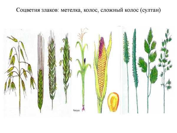 Соцветие злаковых сложный Колос