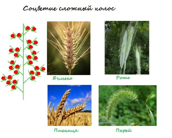 Растения с соцветием сложный Колос