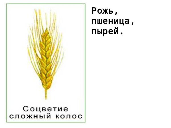 Соцветие пшеницы