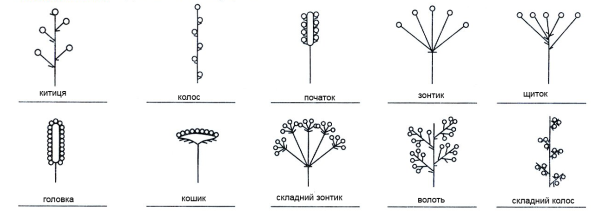 Соцветие Колос схема