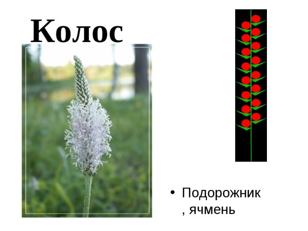 Соцветие Колос подорожник