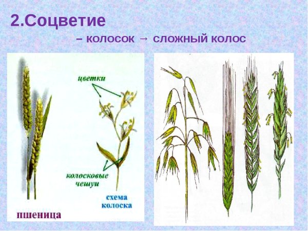 Сложные соцветия сложный Колос