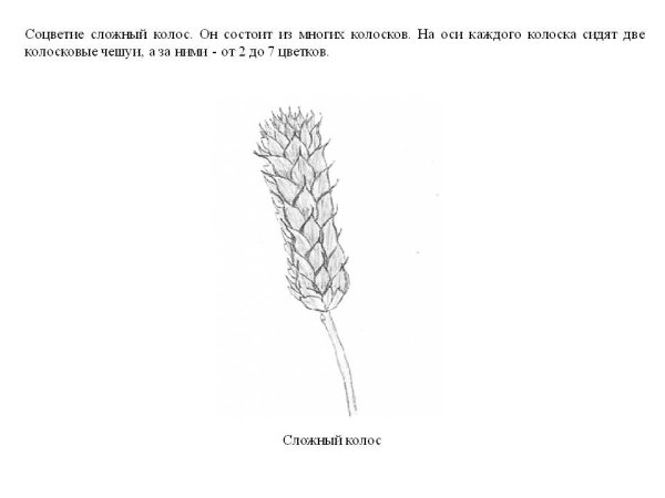 Соцветие сложный Колос пшеница