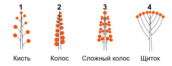 Соцветие Колос схема