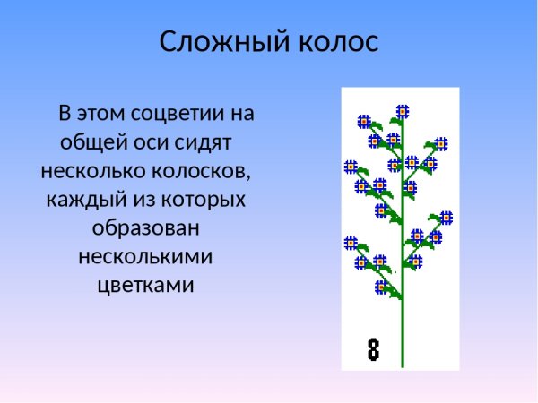 Строение соцветия сложный Колос