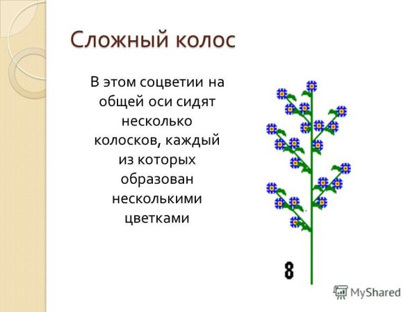 Сложный Колос биология