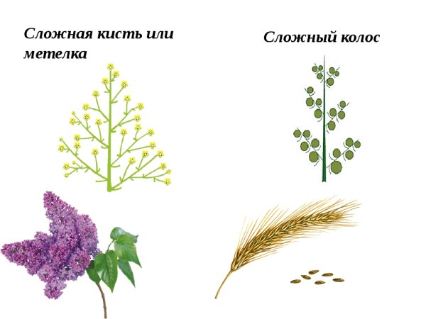 Соцветие кисть и метелка