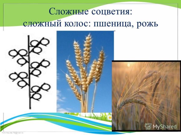 Сложный Колос