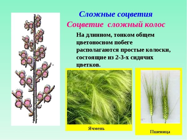 Колос, сложный Колос, Султан (ложный Колос), метелка.