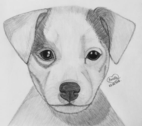 Срисовки Джек Рассел терьер