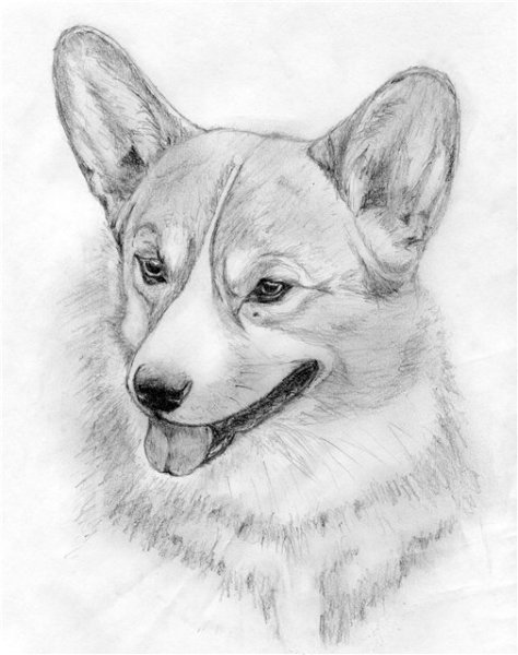 Нарисовать собаку карандашом