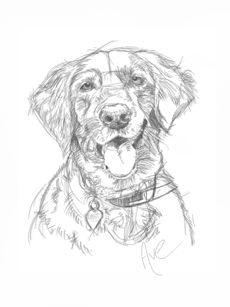 Наброски собак
