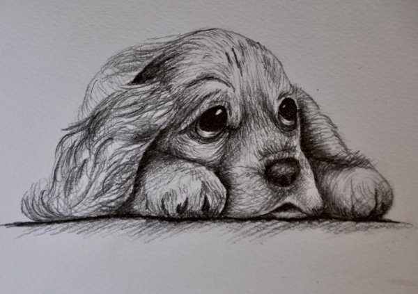 Щенок карандашом