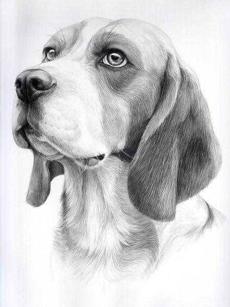 Портрет бигля пастелью