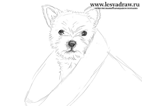 Собачка рисунок карандашом легко