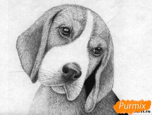 Щенок рисунок карандашом