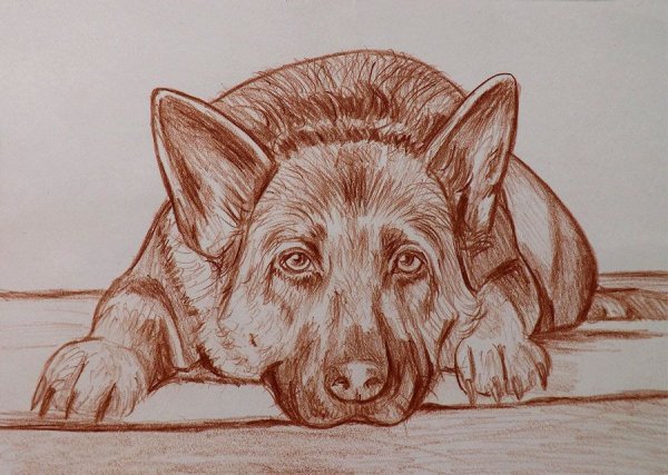 Собака карандашом