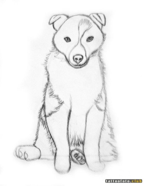 Щенки для срисовки карандашом