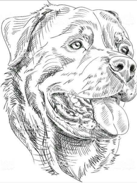 Эскиз собаки