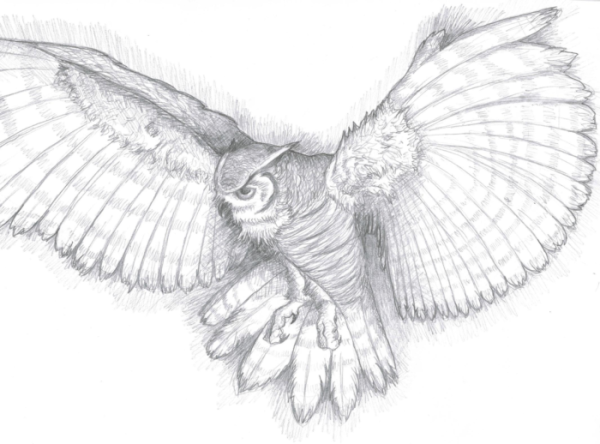 Нарисовать сову карандашом