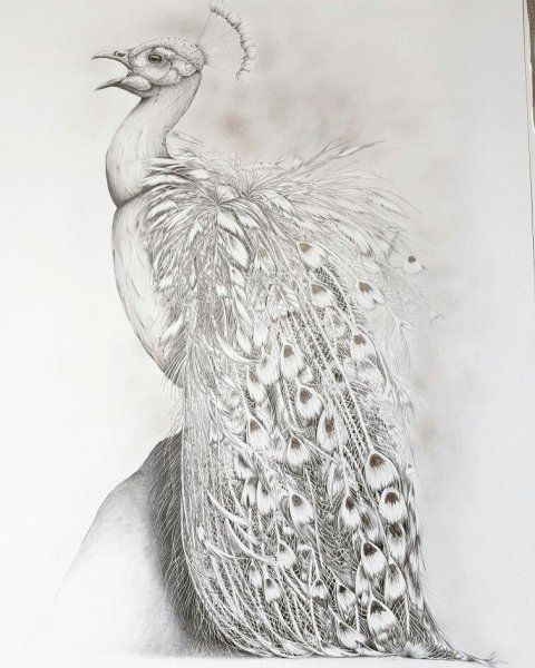 Павлин карандашом