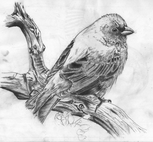 Птицы карандашом