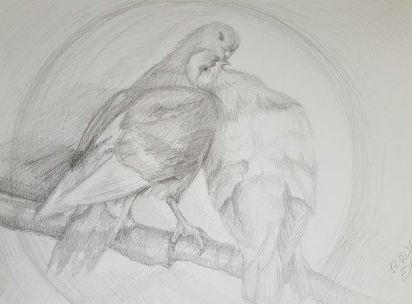 Нарисовать птицу карандашом