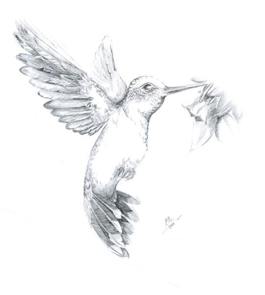 Колибри карандашом