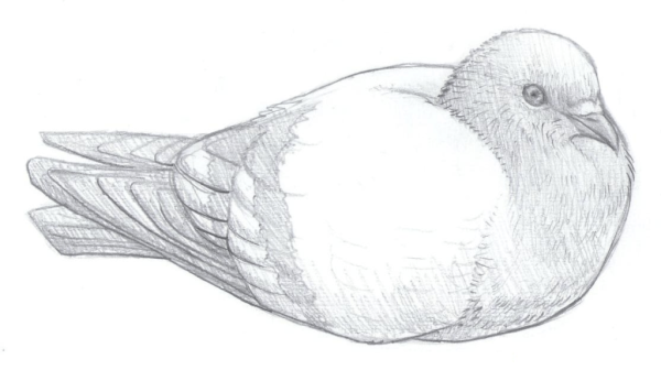 Голубь рисунок карандашом