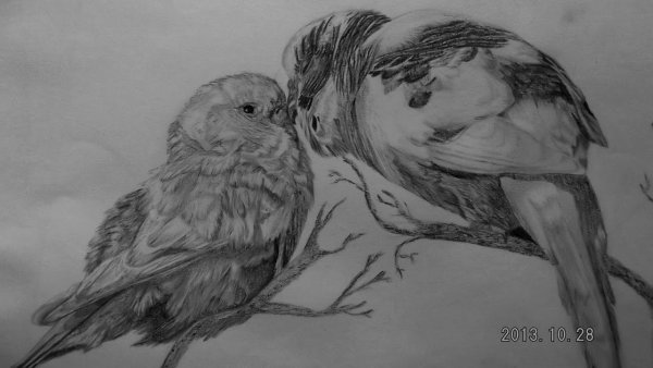 Картины карандашом птицы