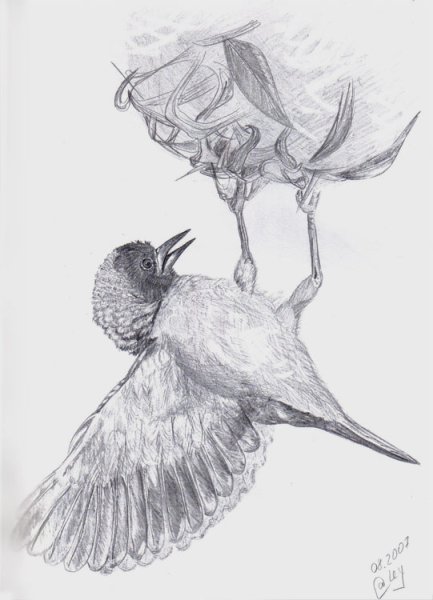 Животные и птицы карандашом