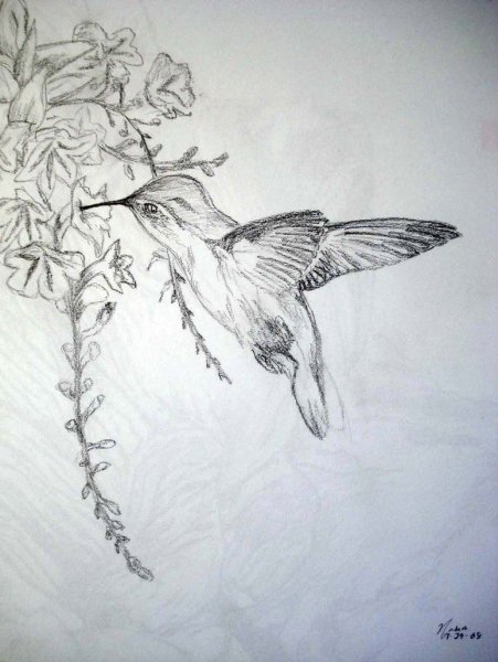 Красивые птицы карандашом
