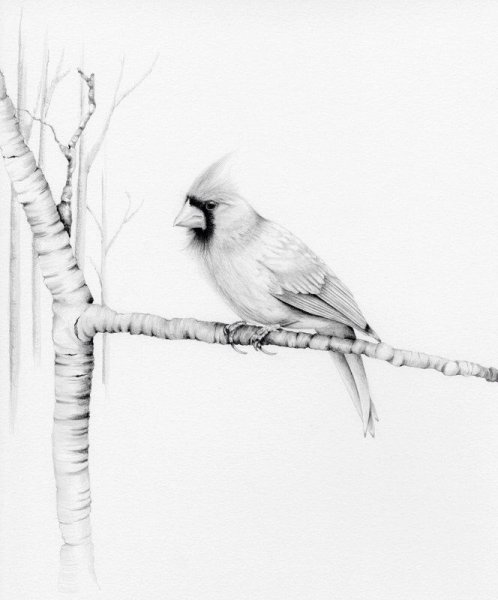 Пейзаж птиц карандашом