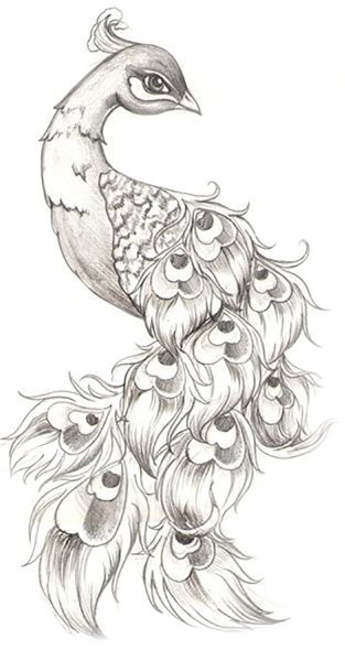 Павлин тату эскиз