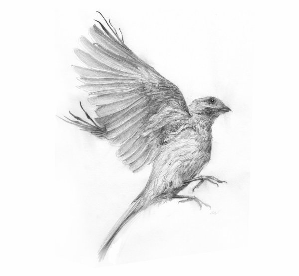 Зарисовки птиц в полете