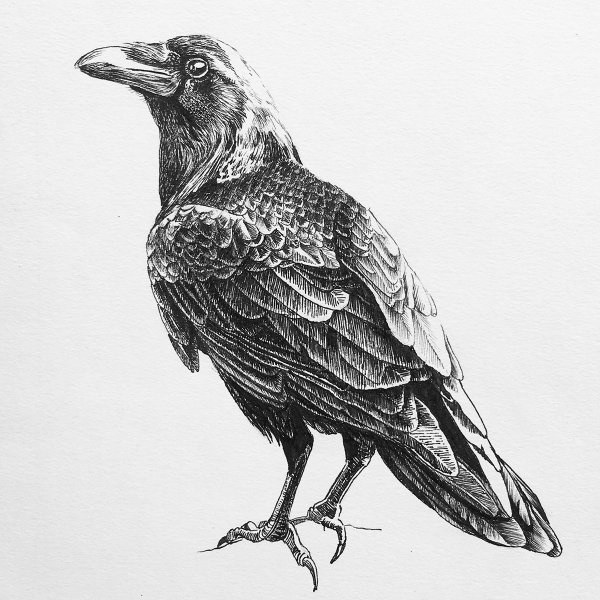 Ворон Графика